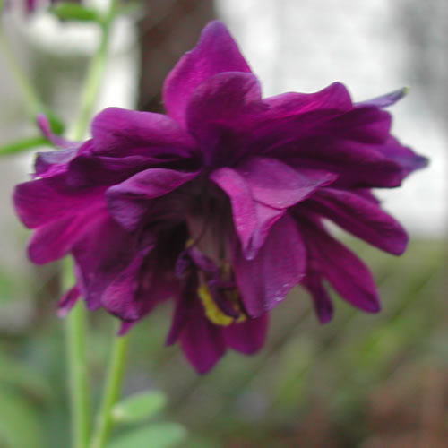 Aquilegia vulgaris Blue Barlow